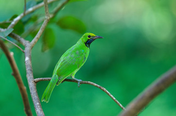 Golden-fronted leafbird on the branch