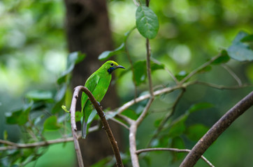 Golden-fronted leafbird on the branch