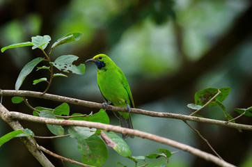Golden-fronted leafbird on the branch