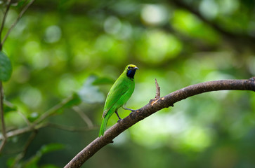 Golden-fronted leafbird on the branch