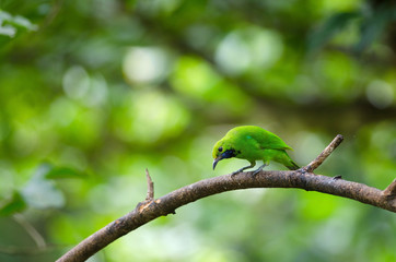 Golden-fronted leafbird on the branch