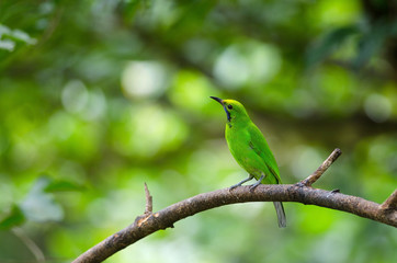 Golden-fronted leafbird on the branch