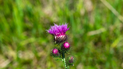 Blooming Thistle or Carduus flower and buds macro with bokeh background, selective focus, shallow DOF