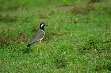 Red-wattled Lapwing (Vanellus Indicus)