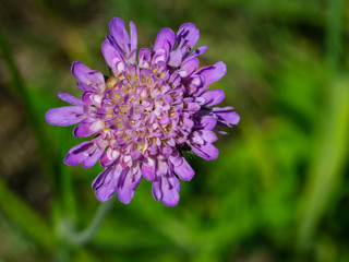 Flower of Field Scabious, Knautia Arvensis, with bokeh background macro, selective focus, shallow DOF