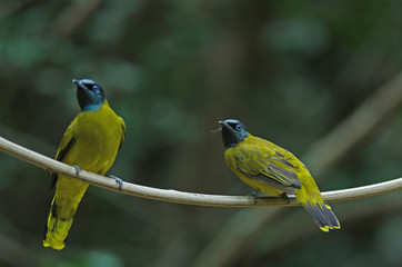Black-headed Bulbul, Pycnonotus atriceps
