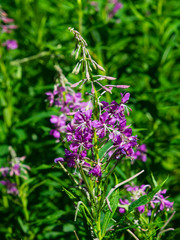 Great or rosebay willowherb or fireweed, Chamerion angustifolium, blossom close-up, selective focus, shallow DOF