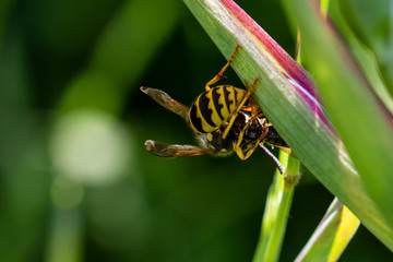 Wasp & Prey