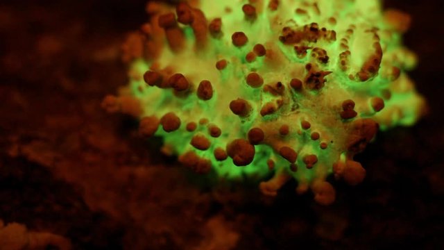 The bioluminescent fungus, Panellus Stipticus glows in twilight.  The glow increases, and dawn arrives.