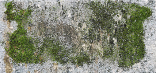 background texture: the surface of old concrete slab covered with moss or algae