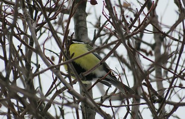 Great tit on rowan tree in winter season