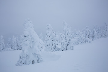 Frozen trees in foggy weather in winter.