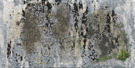 Fototapeta premium background texture: the surface of old concrete slab covered with moss or algae