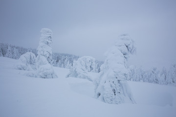 Frozen trees in foggy weather in winter.