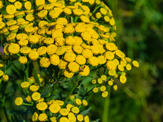 Blooming common tansy or tanacetum vulgare, golden buttons, macro, selective focus, shallow DOF