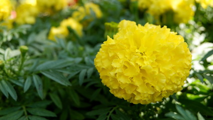 marigold on green leaf background in the garden