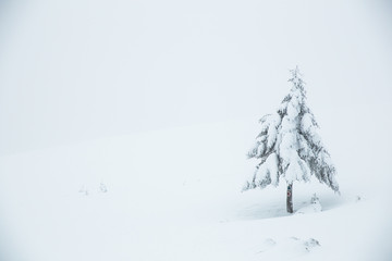 Frozen trees in foggy weather in winter.