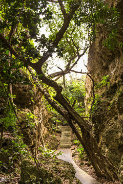 Twisted Banyan at Eluanbi Park, Kenting National Park