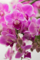 Obraz na płótnie Canvas retty Blooming Purple Orchid flower - Image.