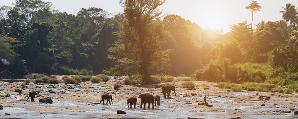 family Asia Elephant bath in river