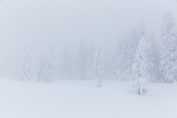Frozen trees in foggy weather in winter.