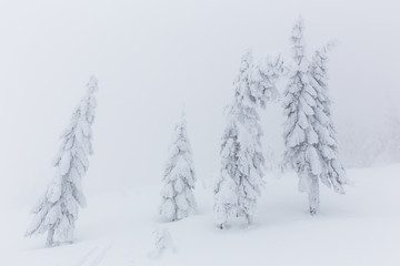 Fototapeta premium Frozen trees in foggy weather in winter.