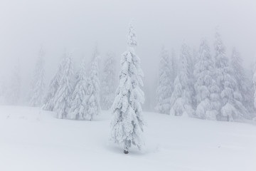 Frozen trees in foggy weather in winter.