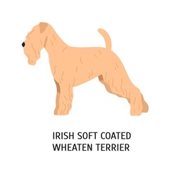 Irish Soft-Coated Wheaten Terrier