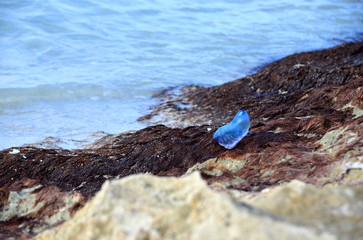 Atlantic Portuguese man-of-war (Physalia physalis) jellyfish-like poisonous marine hydrozoan washed out on the shore of Caribbean island. Venomous tentacles sting days after being washed out and dead.