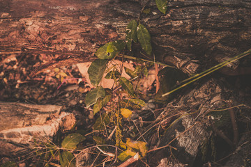 wood texture background