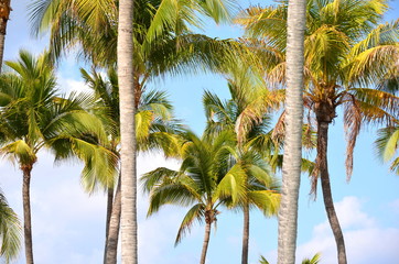 Cocos nucifera coconut palm tree tops and crowns against clear blue sky in a tropical location. Tropical palm trees around the pool area of a holiday resort hotel.