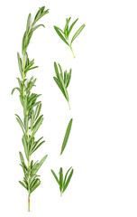 Sprigs of fresh rosemary branch isolated on white background. Top view.
