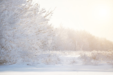 Snow-white trees in hoarfrost  Winter fairy landscape.