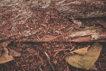 wood texture background