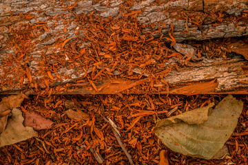 wood texture background