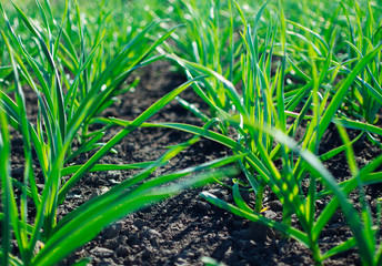 Garlic grows. Young garlic plants in the field, agricultural background. Feathers green onion and garlic are growing in the garden.