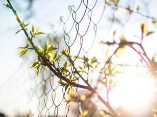 Spring sunset in the village. Green branch and metal fence