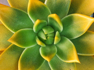 Decorative succulent plant (succulent cactus) at the garden