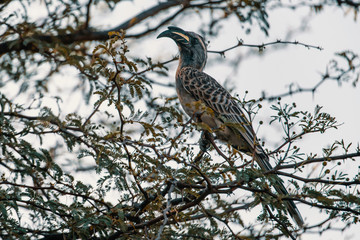 Grautoko (Lophoceros nasutus) im Baum, Makgadikgadi Pans Nationalpark, Botswana