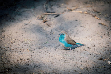 Angola-Schmetterlingsfink (Uraeginthus angolensis) auf dem Boden, Makgadikgadi Pans Nationalpark,...