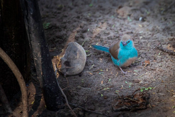 Angola-Schmetterlingsfink (Uraeginthus angolensis) auf dem Boden, Makgadikgadi Pans Nationalpark, Botswana