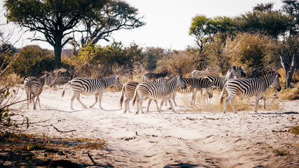 Zebras überqueren die Sandpiste während eines Game Drives, Makgadikgadi Pans Nationalpark,...