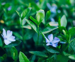 Wild periwinkle bloomed in spring green grass
