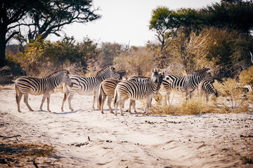 Obraz na płótnie Canvas Zebras überqueren die Sandpiste während eines Game Drives, Makgadikgadi Pans Nationalpark, Botswana