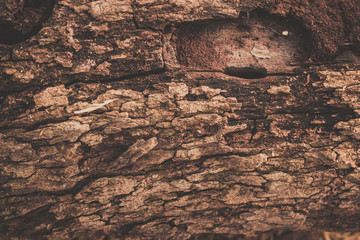 Fototapeta premium wood texture background