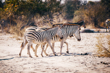 Fototapeta na wymiar Zebras überqueren die Sandpiste während eines Game Drives, Makgadikgadi Pans Nationalpark, Botswana