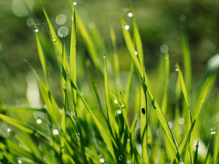 Fototapeta na wymiar Dew drops on the grass. Spring dawn.