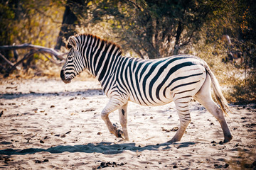 Fototapeta na wymiar Zebra läuft im Sand bei Sonnenuntergang, Makgadikgadi Pans Nationalpark, Botswana