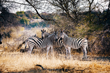 Zebras im Buschland bei Sonnenuntergang, Makgadikgadi Pans Nationalpark, Botswana