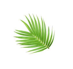 green leaf of palm tree isolated on white background